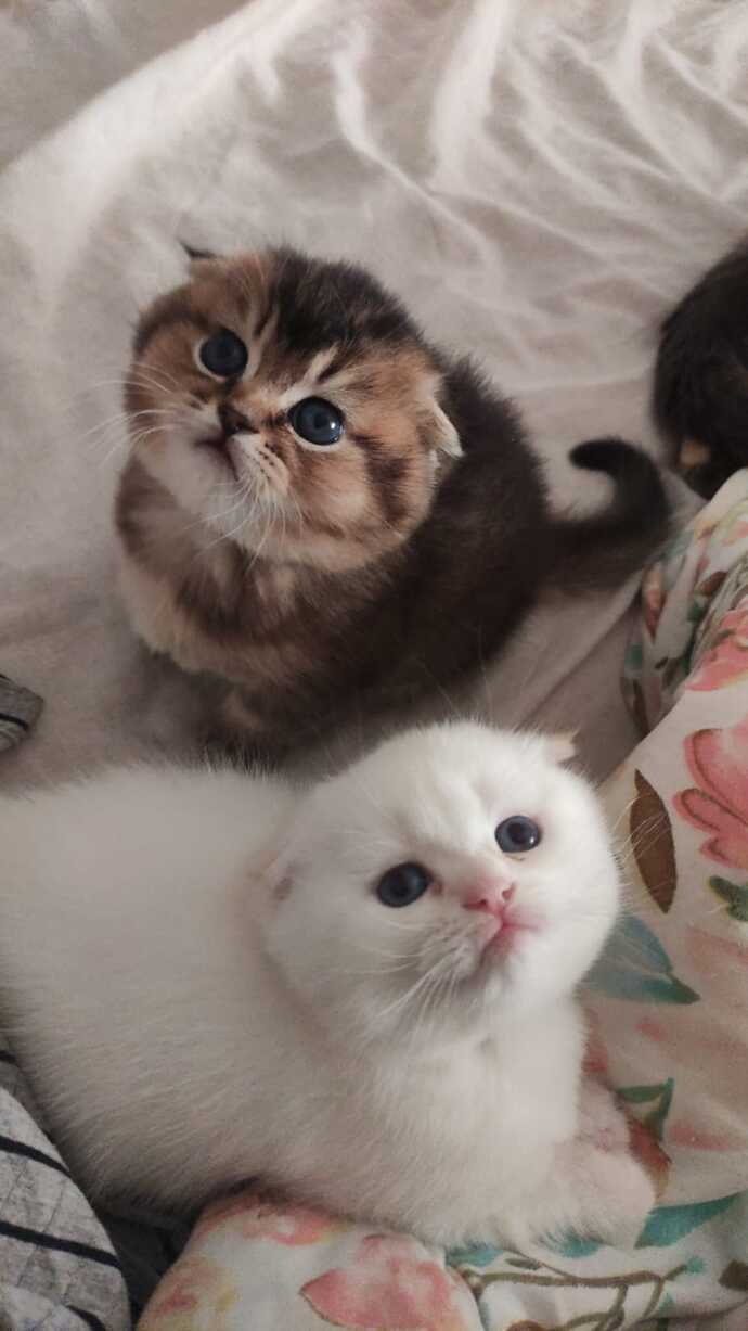 Kısırlaştırmadan 1 kere anne olsun istedik şu an 3 kedimiz var 😅
