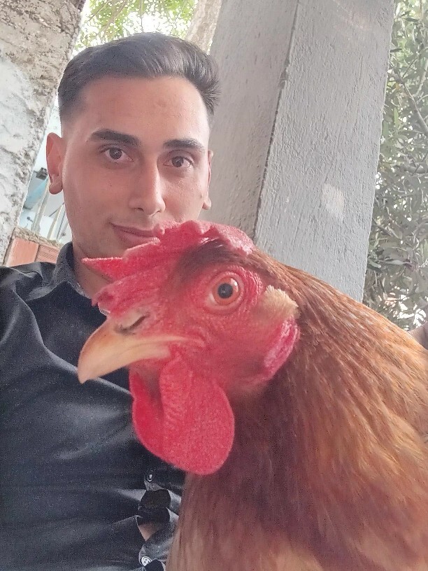 Yılda 280 Yumurta Yapan Lohman Brownı Tanıyor Musunuz?