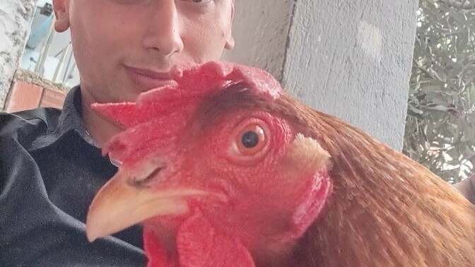 Yılda 280 Yumurta Yapan Lohman Brownı Tanıyor Musunuz?