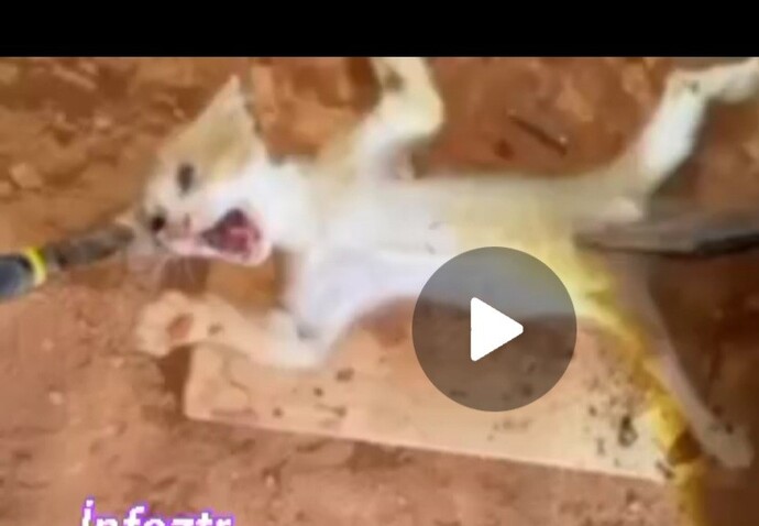 Hayvanlara zarar veren biri sizce gerçekten insan sayılır mi?