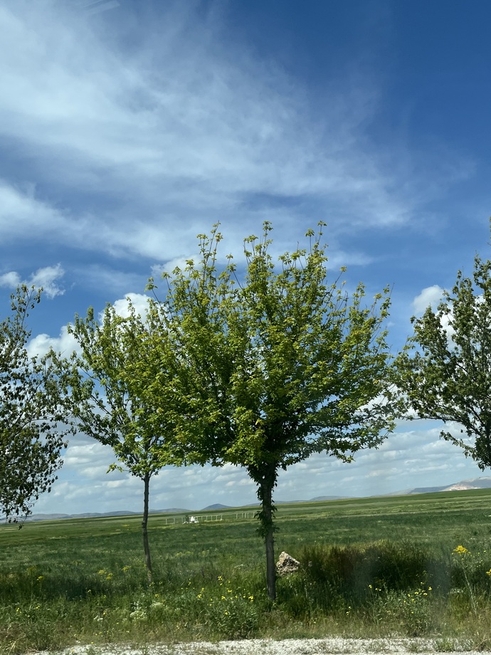 Galerinizdeki son fotoğraf ne?