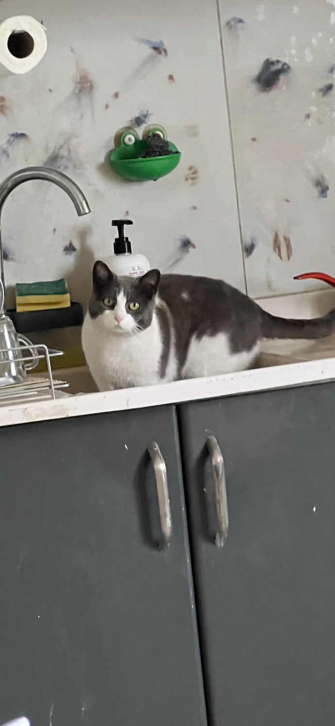Galerinizdeki son fotoğraf ne?