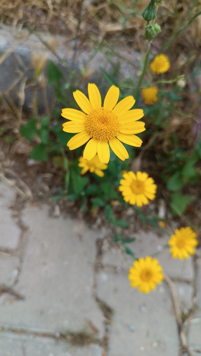 Galerinizdeki son fotoğraf ne?