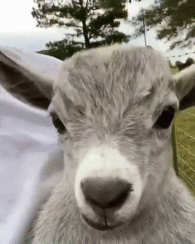 Kıymalı yumurta sever misin?