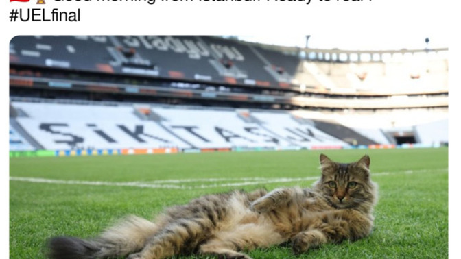 İstanbul gerçekten bir kedi şehri mi, sokak kedilerinin artıları ve eksileri neler?