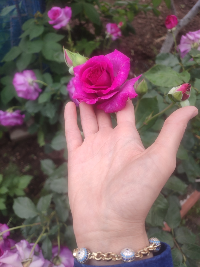 Bahçemde beni karşılayan güzellik 🌹 Siz de bahçenizde veya balkonunuzda çiçek sever misiniz ❤️?