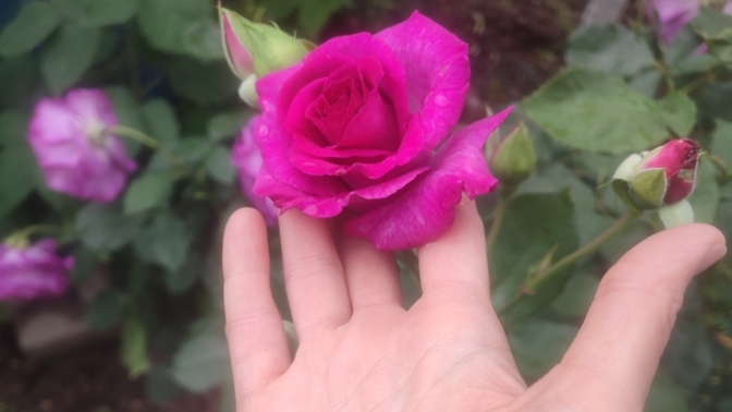 Bahçemde beni karşılayan güzellik 🌹 Siz de bahçenizde veya balkonunuzda çiçek sever misiniz ❤️?