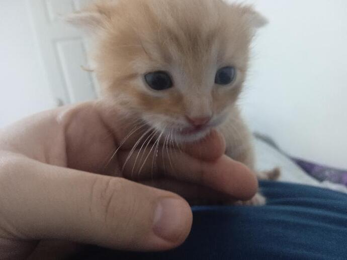 Sizce bu kedi dişi mi erkek mi?