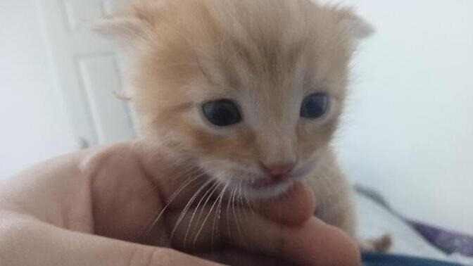 Sizce bu kedi dişi mi erkek mi?
