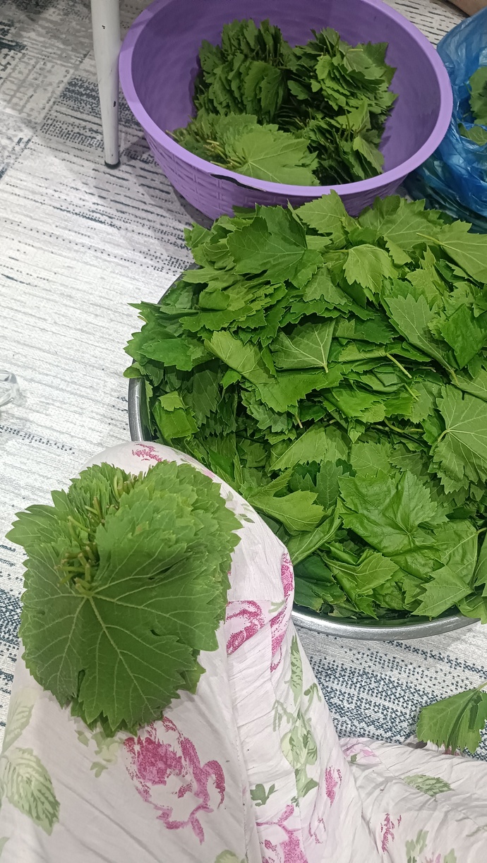 Taze kopardığım yaprakları nasıl saklamalıyım, sezonluk en pratik yöntem ne?