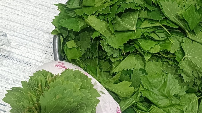 Taze kopardığım yaprakları nasıl saklamalıyım, sezonluk en pratik yöntem ne?