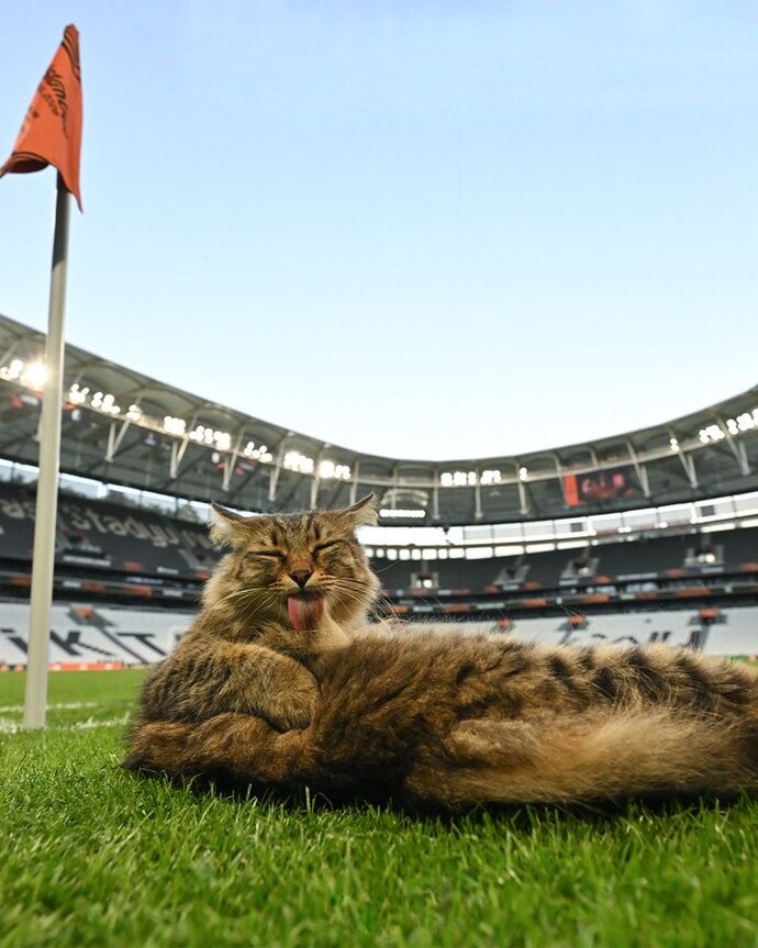 Beşiktaş kedisinin adı ne olsun bence hırt?
