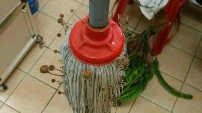 Bu mantarları yesem mi?