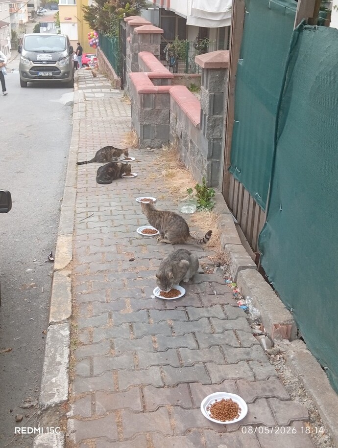 Sokakta yaşayan kedilere eziyet eden insanlara karşı nasıl bir tavır almalıyız?