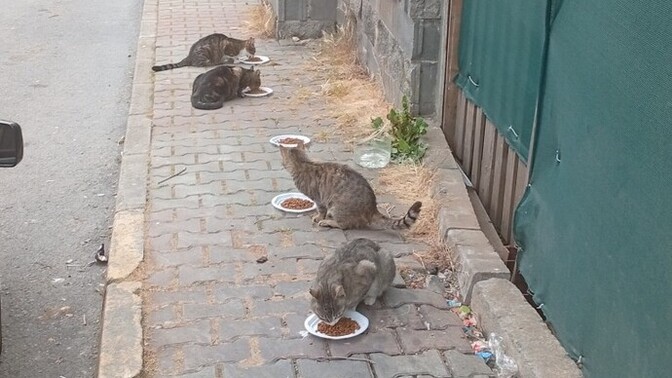 Sokakta yaşayan kedilere eziyet eden insanlara karşı nasıl bir tavır almalıyız?