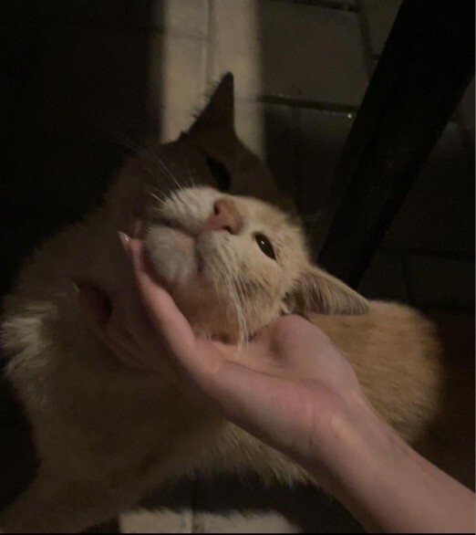 Kedi sevdanız var mı?