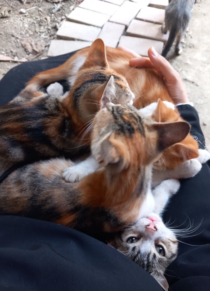 Kedi sevdanız var mı?