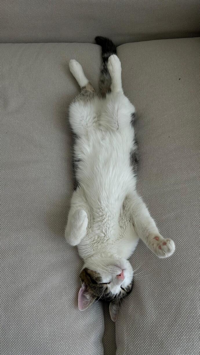 Kedi sevdanız var mı?