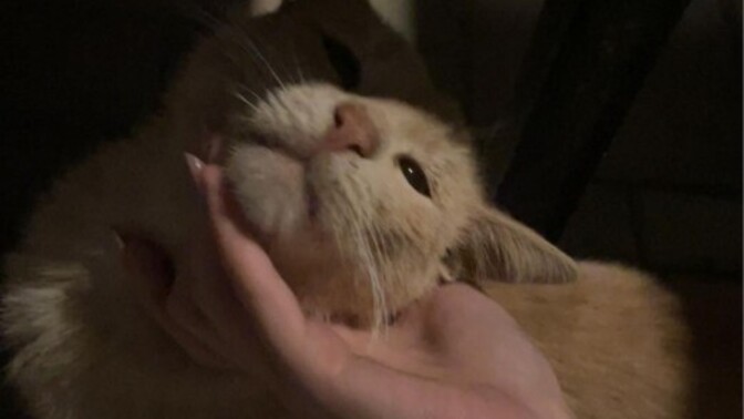 Kedi sevdanız var mı?