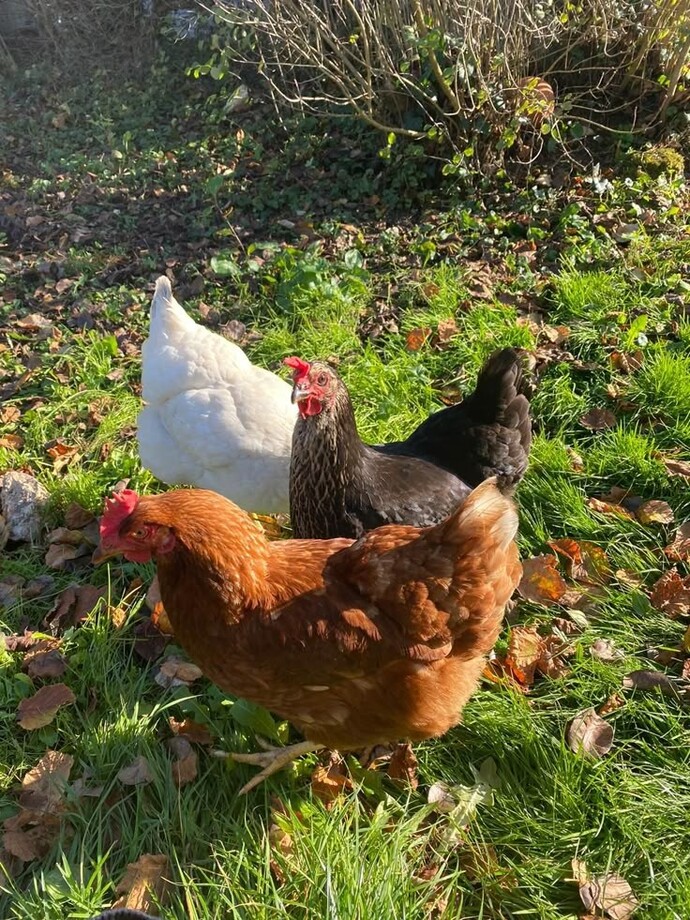 Kısır olan tavuğun yumurtası olur mu?
