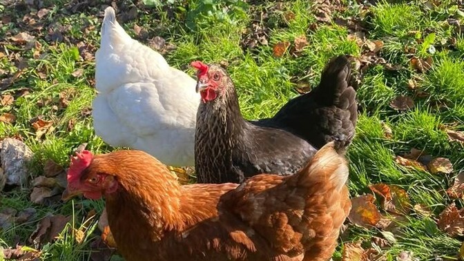 Kısır olan tavuğun yumurtası olur mu?