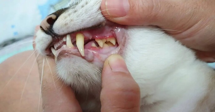 Kedi diş taşı temizliği tüm dişleri tamamen temizlemiyor mu?