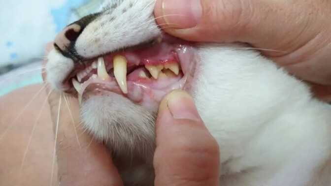 Kedi diş taşı temizliği tüm dişleri tamamen temizlemiyor mu?