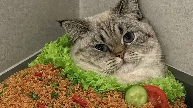 Kedimi kısırlaştırdım, olmuş mu sizce?