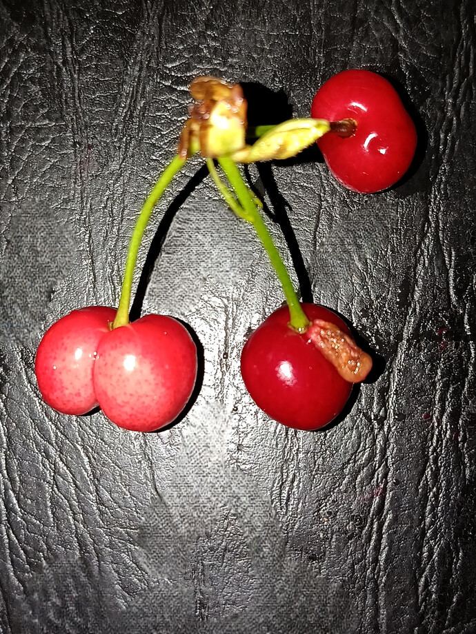 Bu meyveler mutasyona mı uğruyor ya 😆🍒