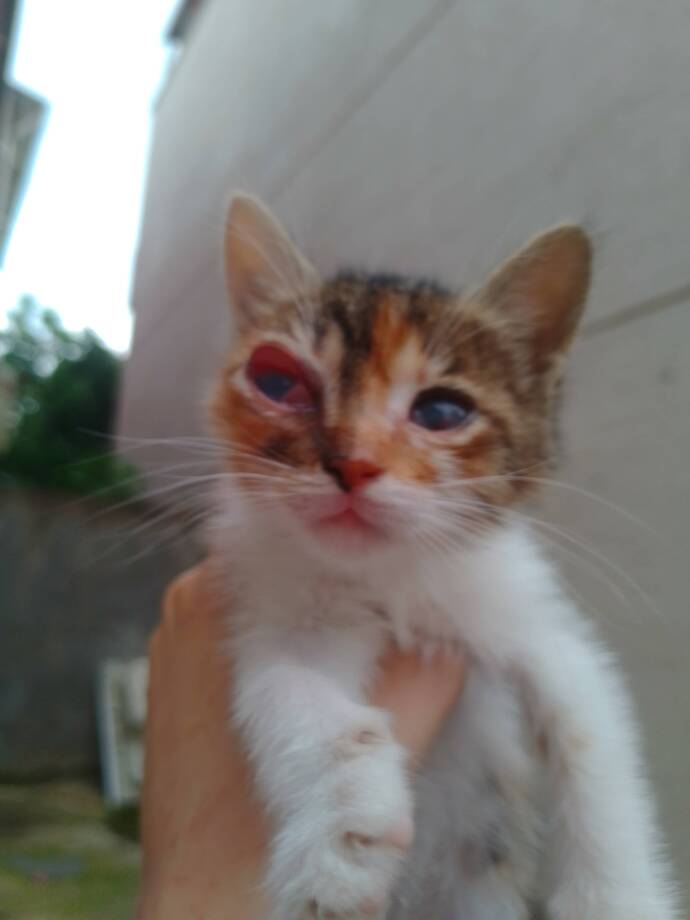 Kediyi barınağa mi bıraksak ya da özel vete mi göstereyim mi bir?