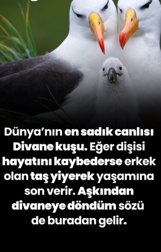 Hiç size bu kadar sadık olan biri oldu mu?