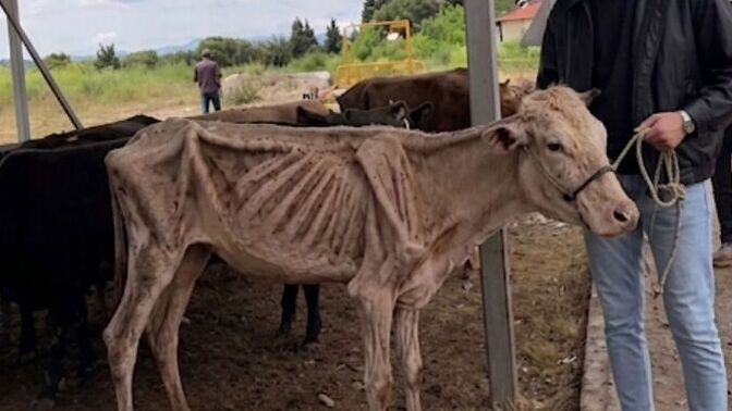 Kızlar, kurbanlık aldınız mı sizde durumlar ne, sizinki kaç kilo çıkar sizce?
