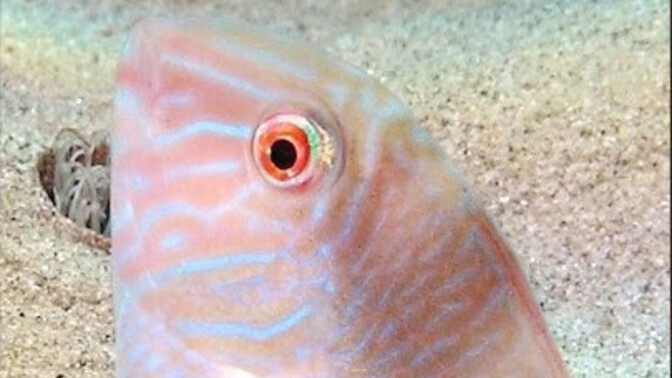 Hayvan, bitki, şehir oynasak 'U' harfi ile hangi hayvanı yazardın?