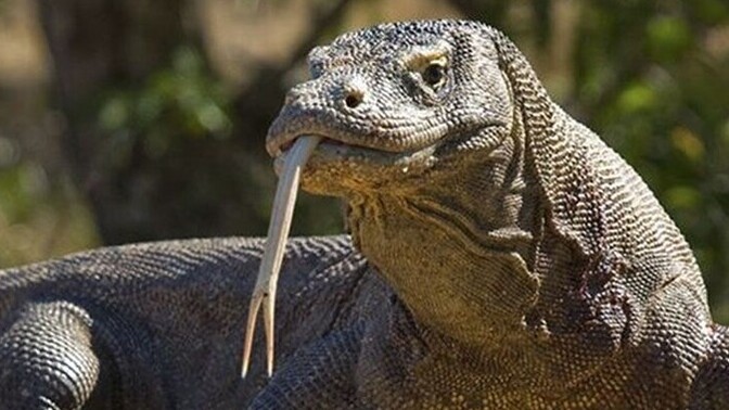 Komodo ejderi beslesen adını ne koyardın?