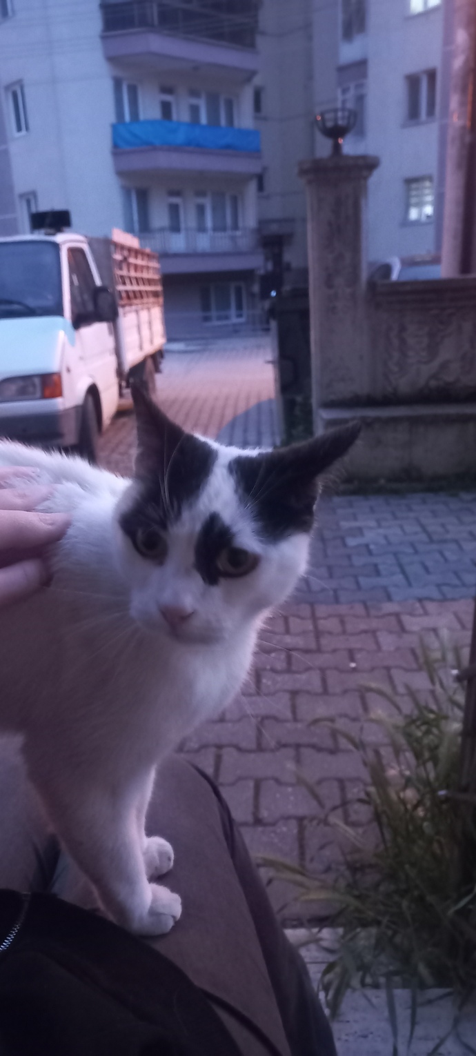 Bu kedi biye beni opmeye calisiyor? ve kulagini kuyrugunu agzima sokuyo?5senedir bakiyorum ona ama evde degil mahallemizin kedisi?