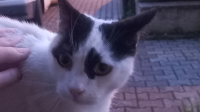 Bu kedi biye beni opmeye calisiyor? ve kulagini kuyrugunu agzima sokuyo?5senedir bakiyorum ona ama evde degil mahallemizin kedisi?