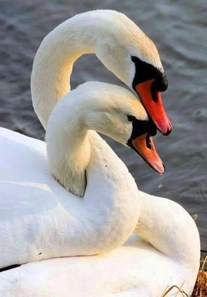 Günaydınlar olsun 🥰 hayat devam ediyor , ya acının en derin olduğu yerde dursaydi ne kadar zor olurdu öyle değil mi?