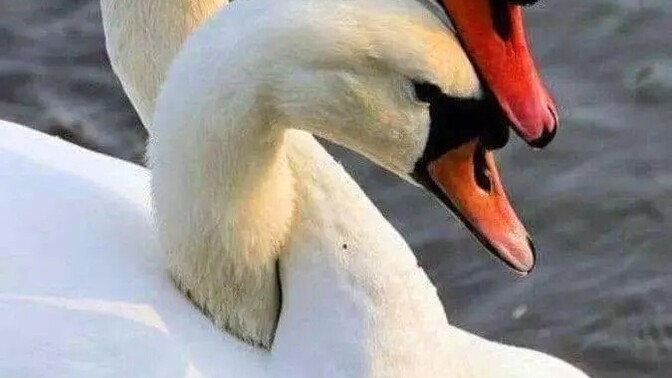 Günaydınlar olsun 🥰 hayat devam ediyor , ya acının en derin olduğu yerde dursaydi ne kadar zor olurdu öyle değil mi?
