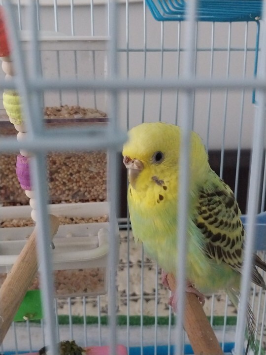 Kusumun burnunda ara sıra böyle kabuklanma gibi bir şey çıkıyor daha sonra geçiyor ama bu sabah biraz daha korktum bilgisi olan?