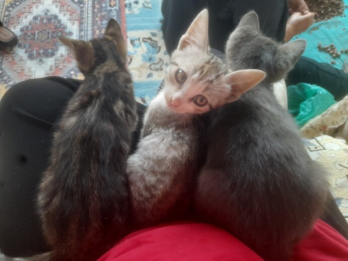 Asrın sorusu: Kedi mi, antidepresan mı?
