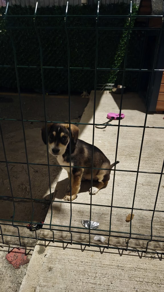 Tam bir sevgi arsızı yeni yavru için Hound mı Beagle mı daha iyi olur?