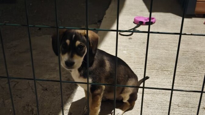 Tam bir sevgi arsızı yeni yavru için Hound mı Beagle mı daha iyi olur?