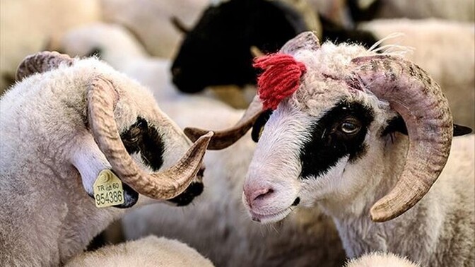 2026 kurban bayramı da hangi hayvanı kesecek siniz?