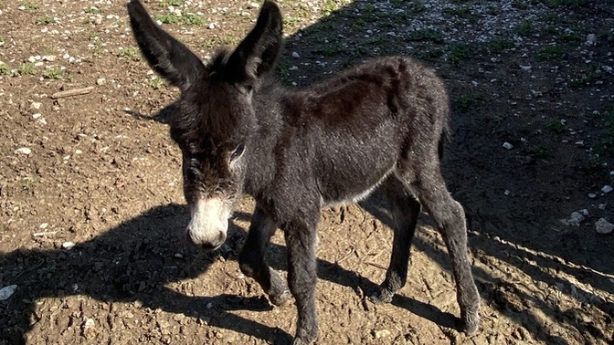 Yeni şahsi aracımı beğendiniz mi?
