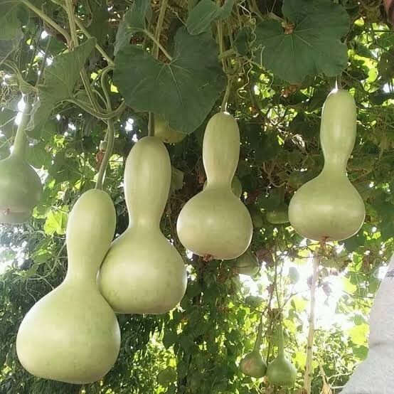 Susak , su kabağı boyama ve oyma ile yapılan el emeği şeyleri sever misiniz?