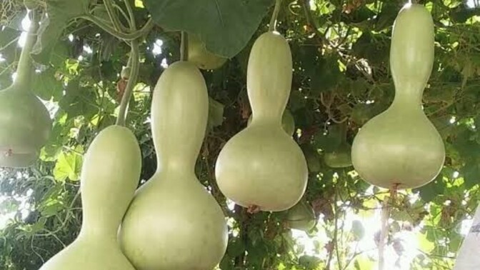 Susak , su kabağı boyama ve oyma ile yapılan el emeği şeyleri sever misiniz?