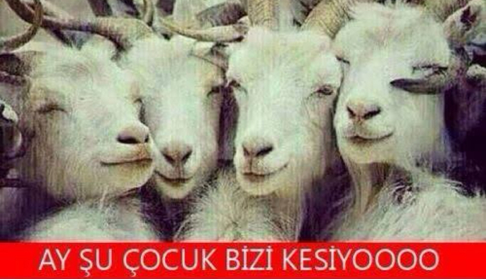 Sana kurban olurum dediğiniz kişilere bu sene de kurban olmadınız dimi?