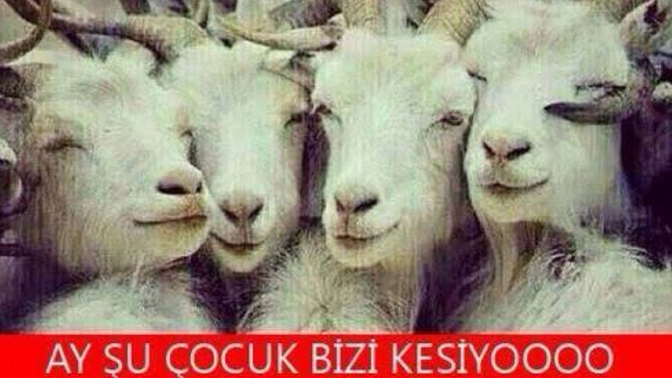 Sana kurban olurum dediğiniz kişilere bu sene de kurban olmadınız dimi?