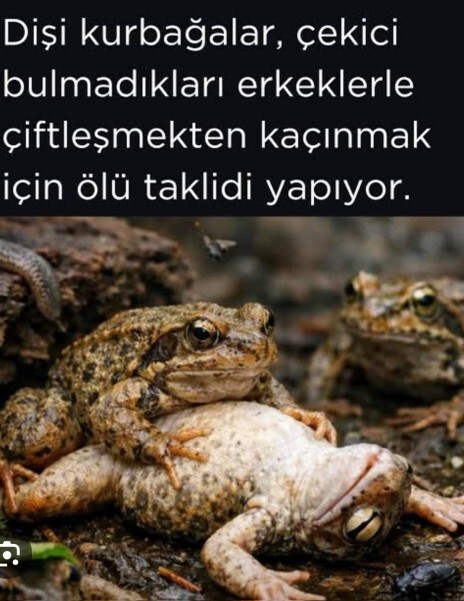 Az önce kurbağa olduğumu öğrendim, siz olsanız ne düşünürdünüz?