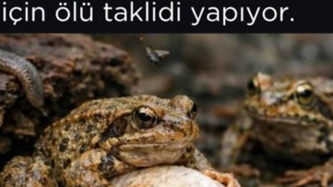 Az önce kurbağa olduğumu öğrendim, siz olsanız ne düşünürdünüz?
